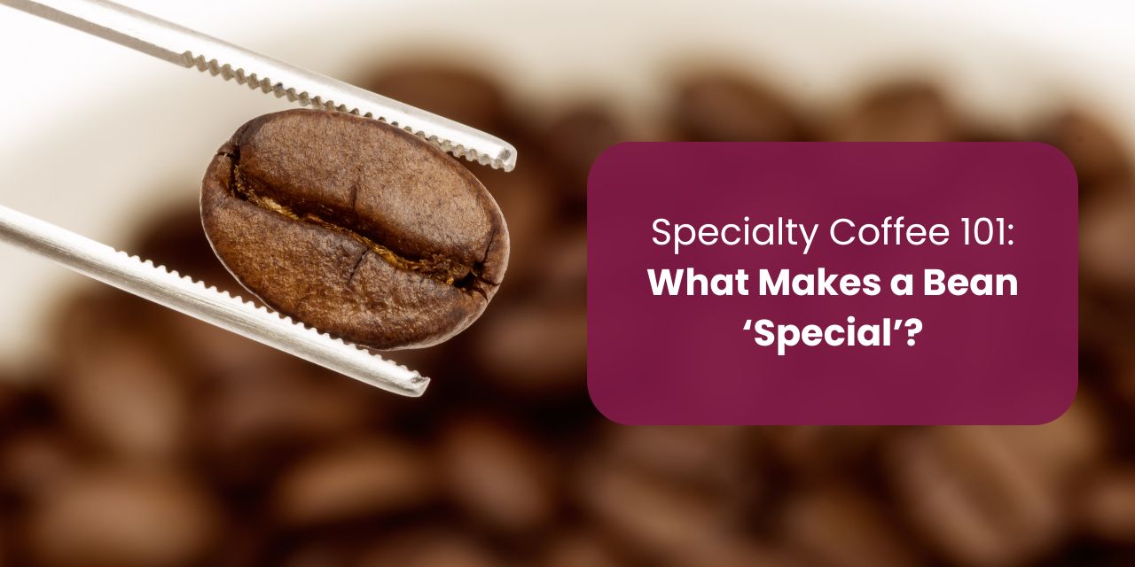 Specialty Coffee 101: What Makes a Bean ‘Special’?