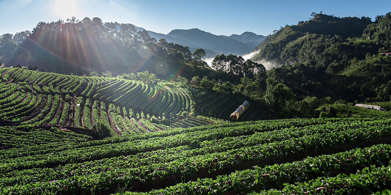The Effects of Elevation on Coffee’s Flavour Profile