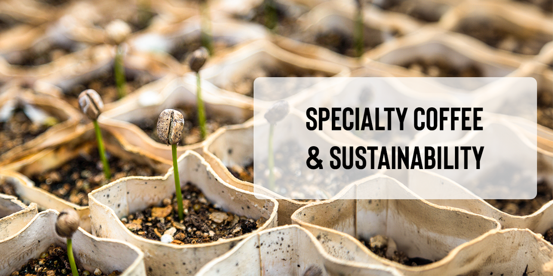 Specialty Coffee and Sustainability | Things to Know As A Coffee Lover