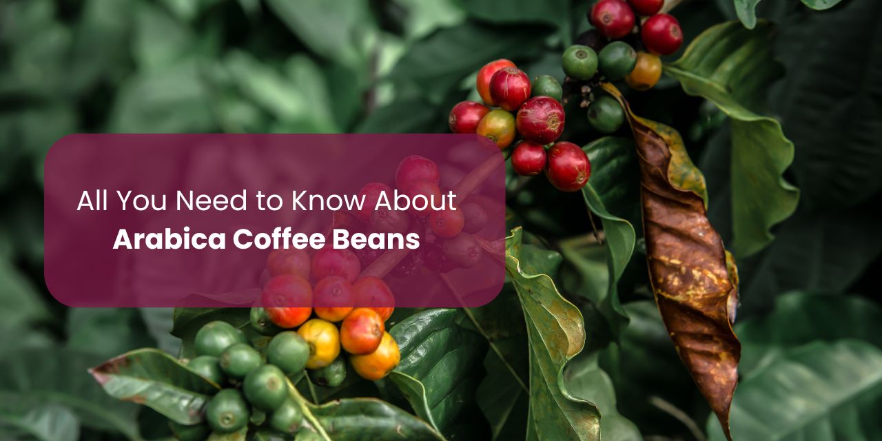 All You Need to Know About Arabica Coffee Beans - Something's Brewing