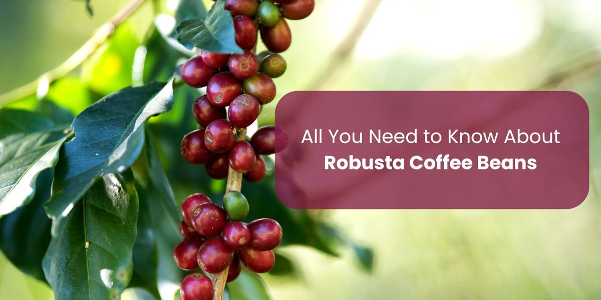 All You Need to Know About Robusta Coffee Beans - Something's Brewing