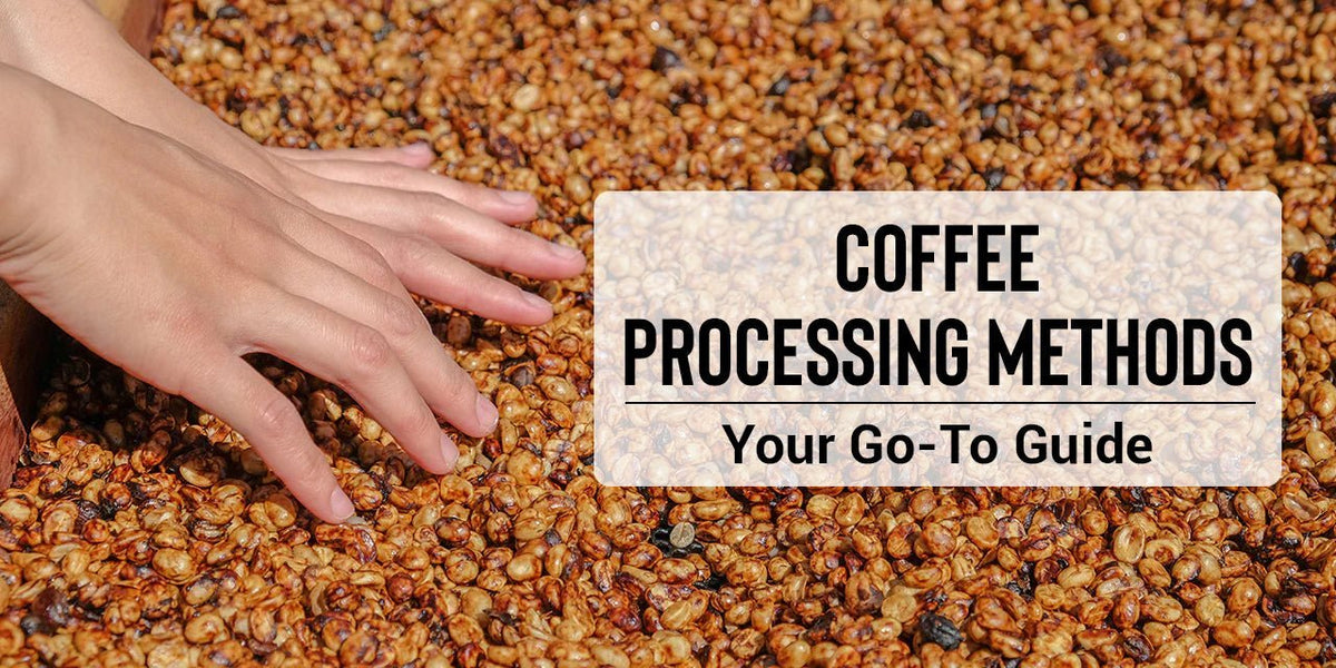 Coffee Processing Methods | Your Go-To Guide - Something's Brewing