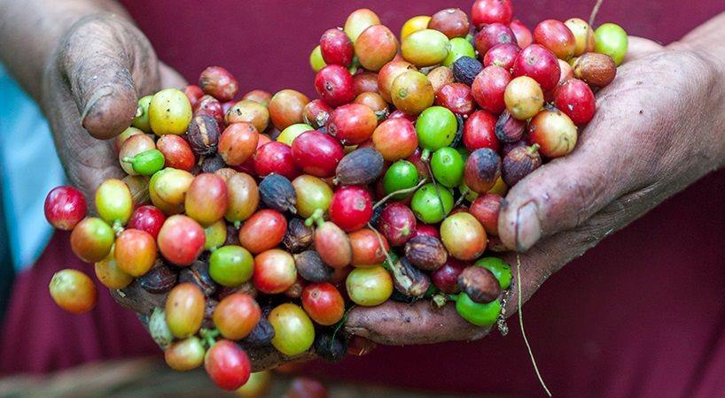Quick Guide to Single Origin Coffee - Something's Brewing