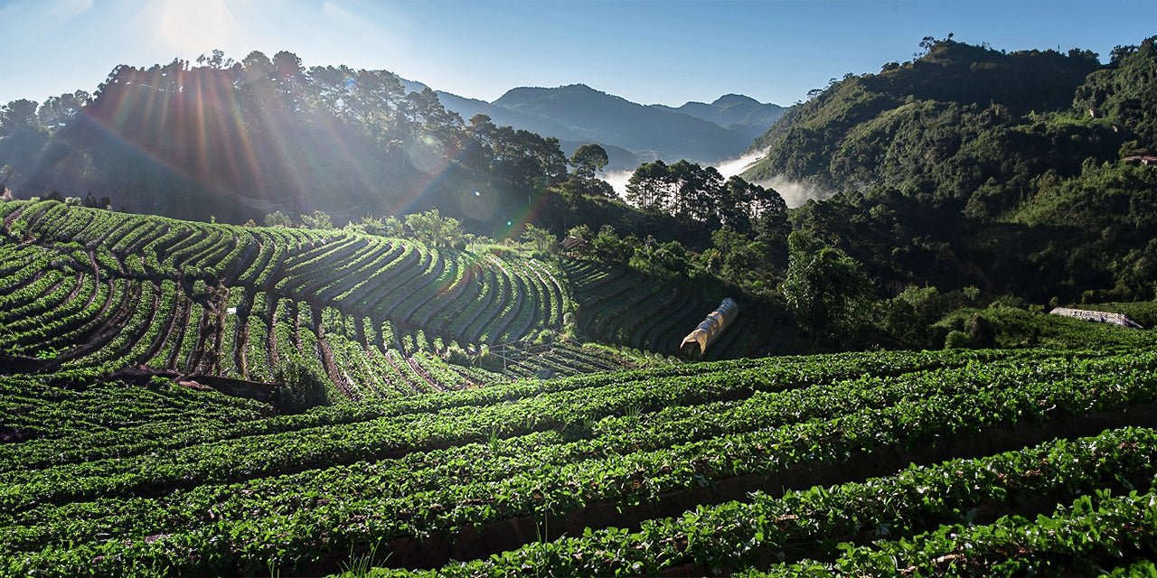 The Effects of Elevation on Coffee’s Flavour Profile - Something's Brewing