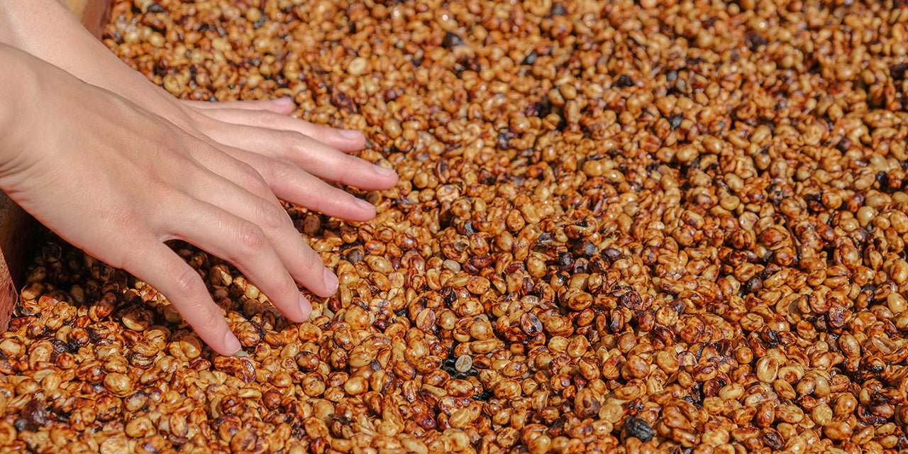 Washed Process - Breaking Down Coffee Processing Method – Something's ...
