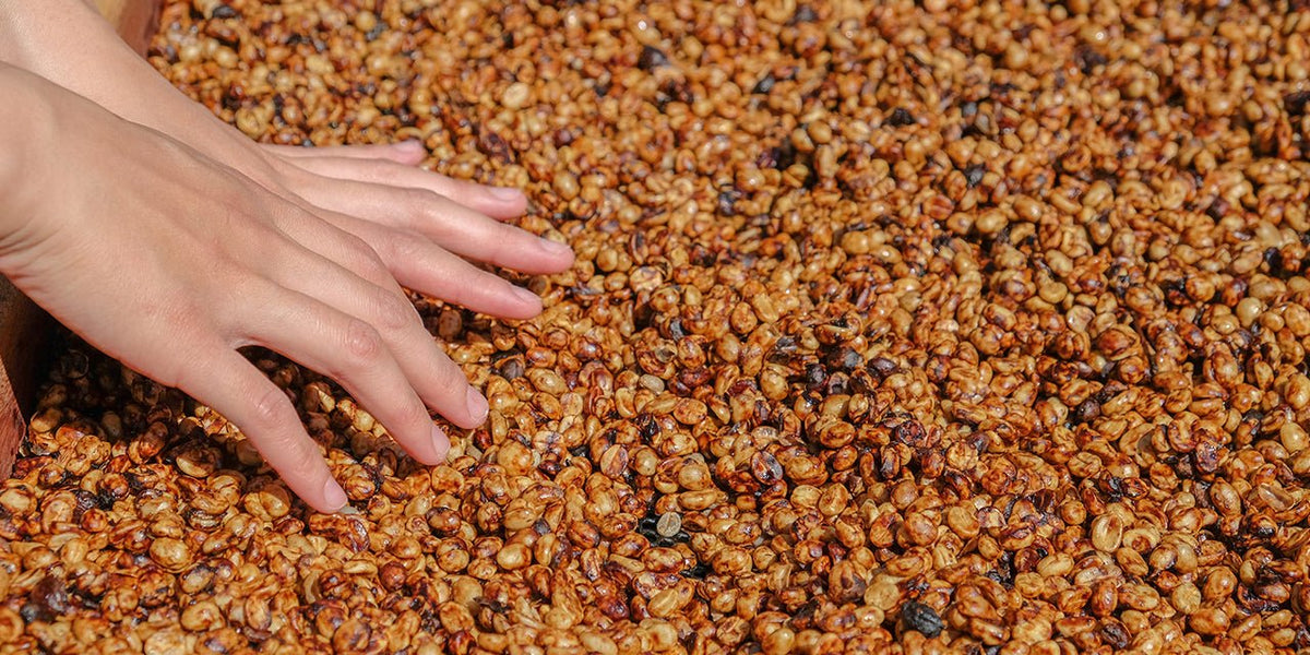 Washed Process - Breaking Down Coffee Processing Method - Something's Brewing