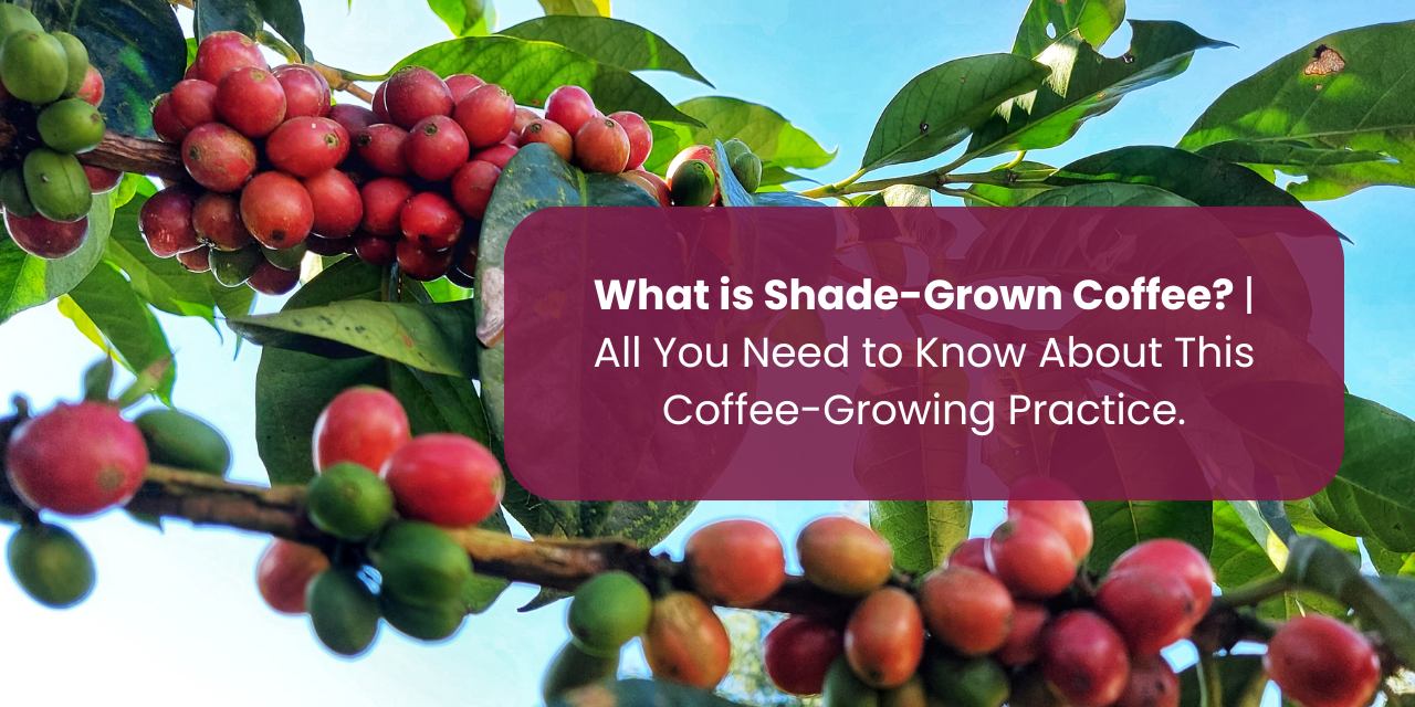 What is Shade-Grown Coffee? | All You Need to Know About This Coffee-Growing Practice - Something's Brewing