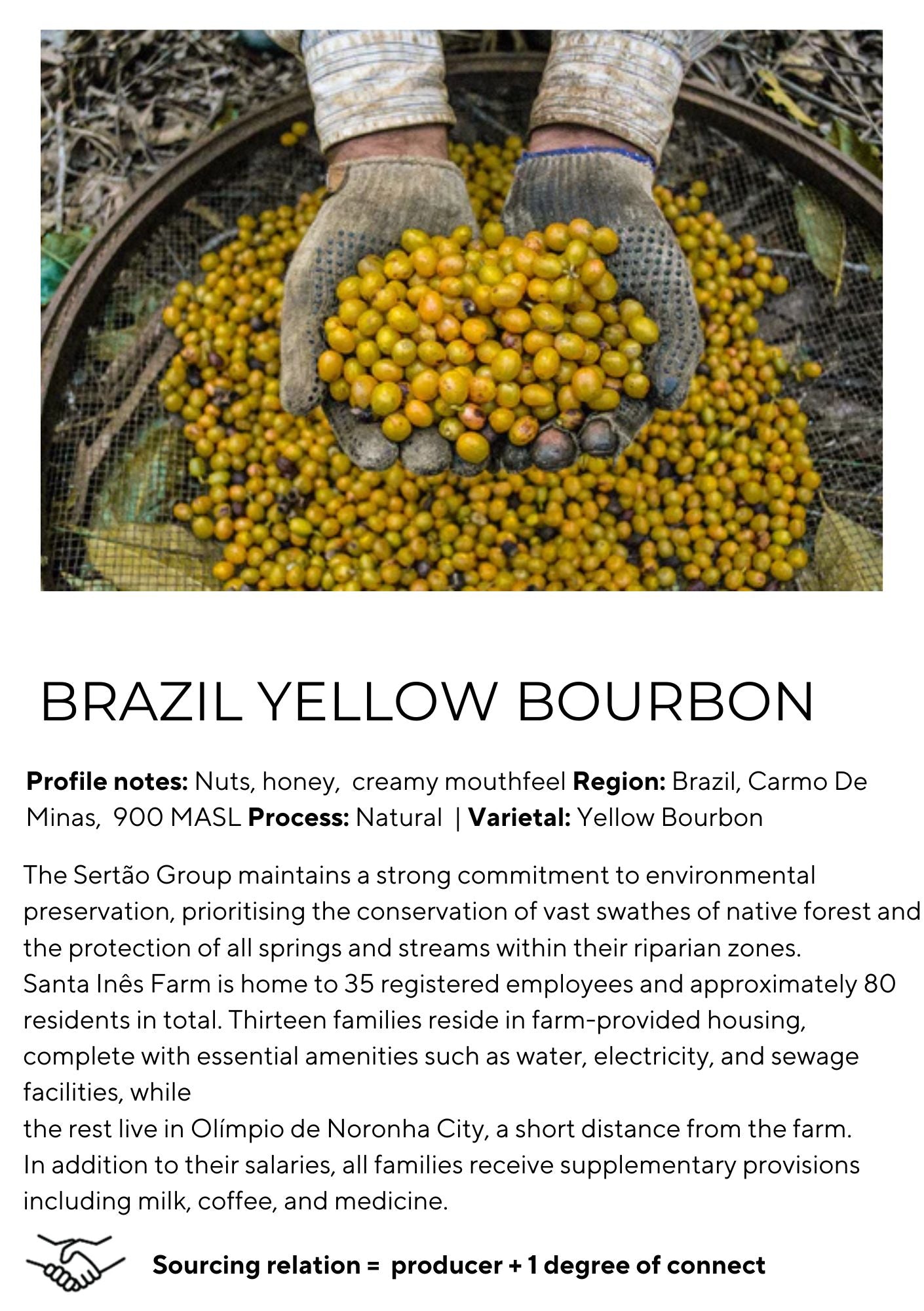 Brazil Yellow Bourbon2