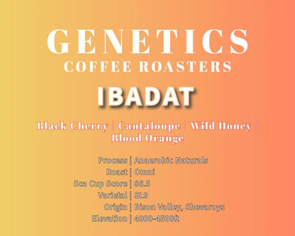 Ibadat - Something's Brewing