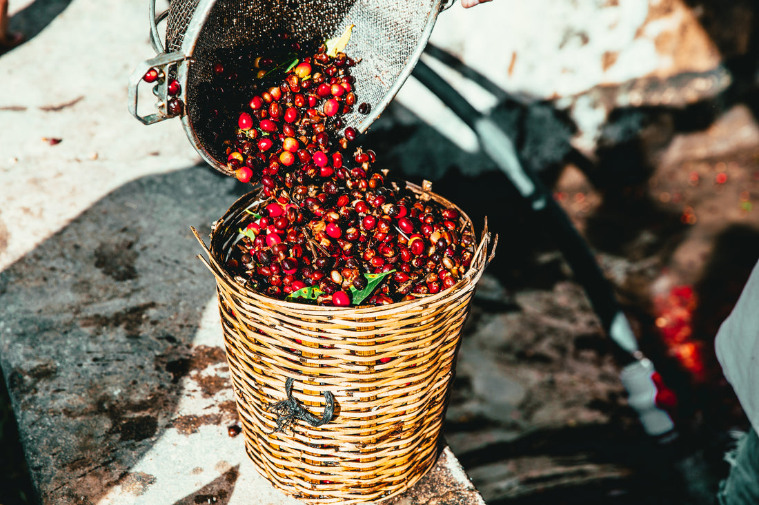 Coffee beans 