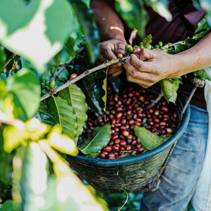 Sidama Bensa - Aroresa Natural - Something's Brewing