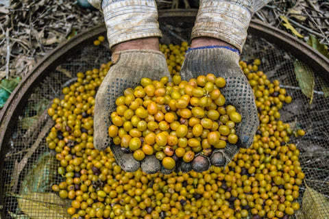 Brazil Yellow Bourbon